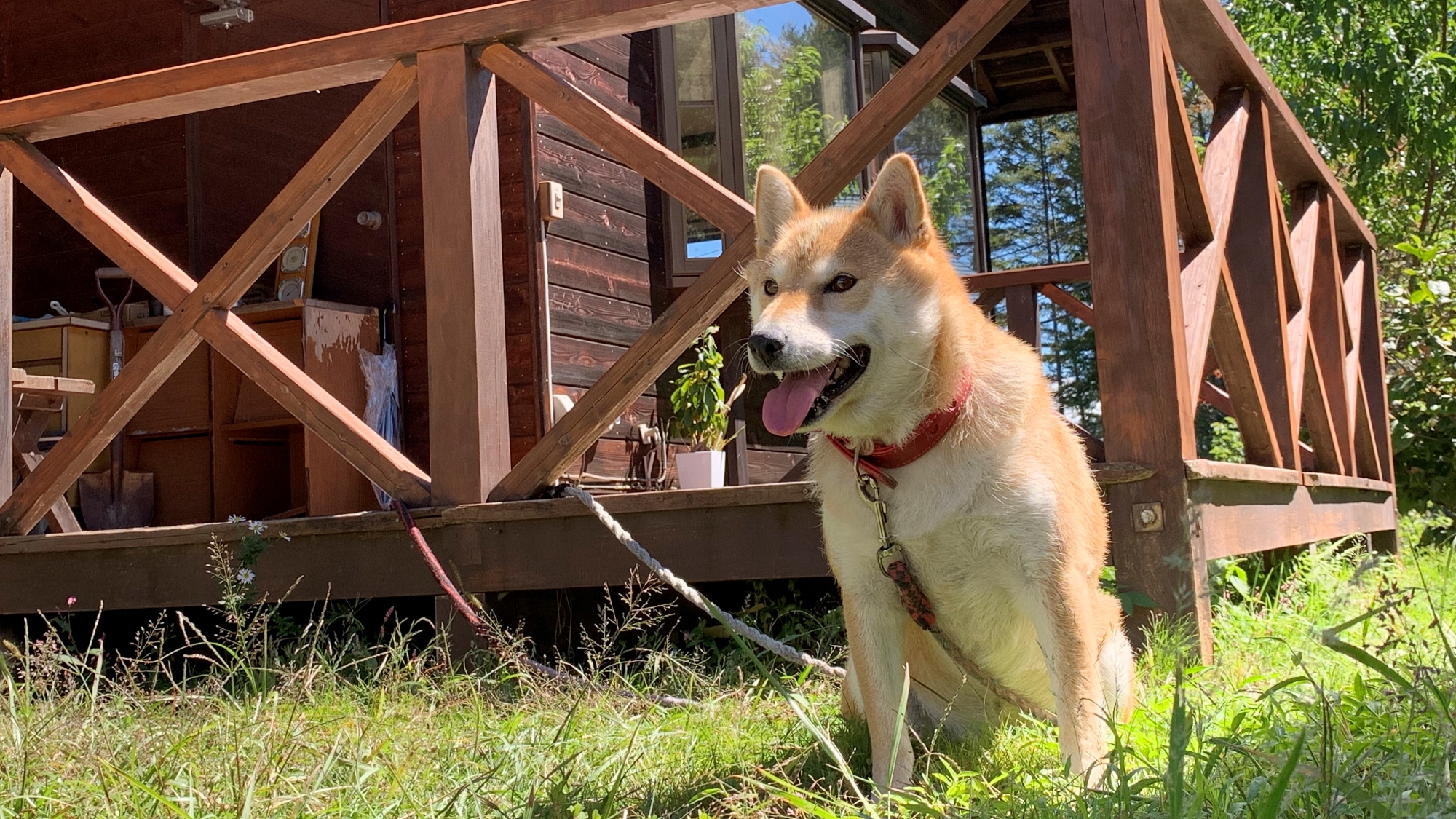 スタッフ-看板犬のはなちゃん
