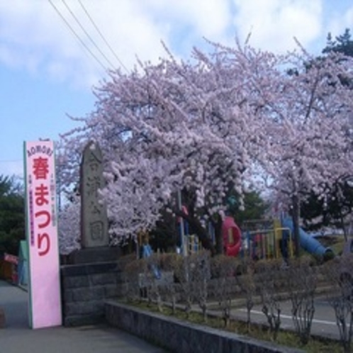 青森市　合浦公園の桜