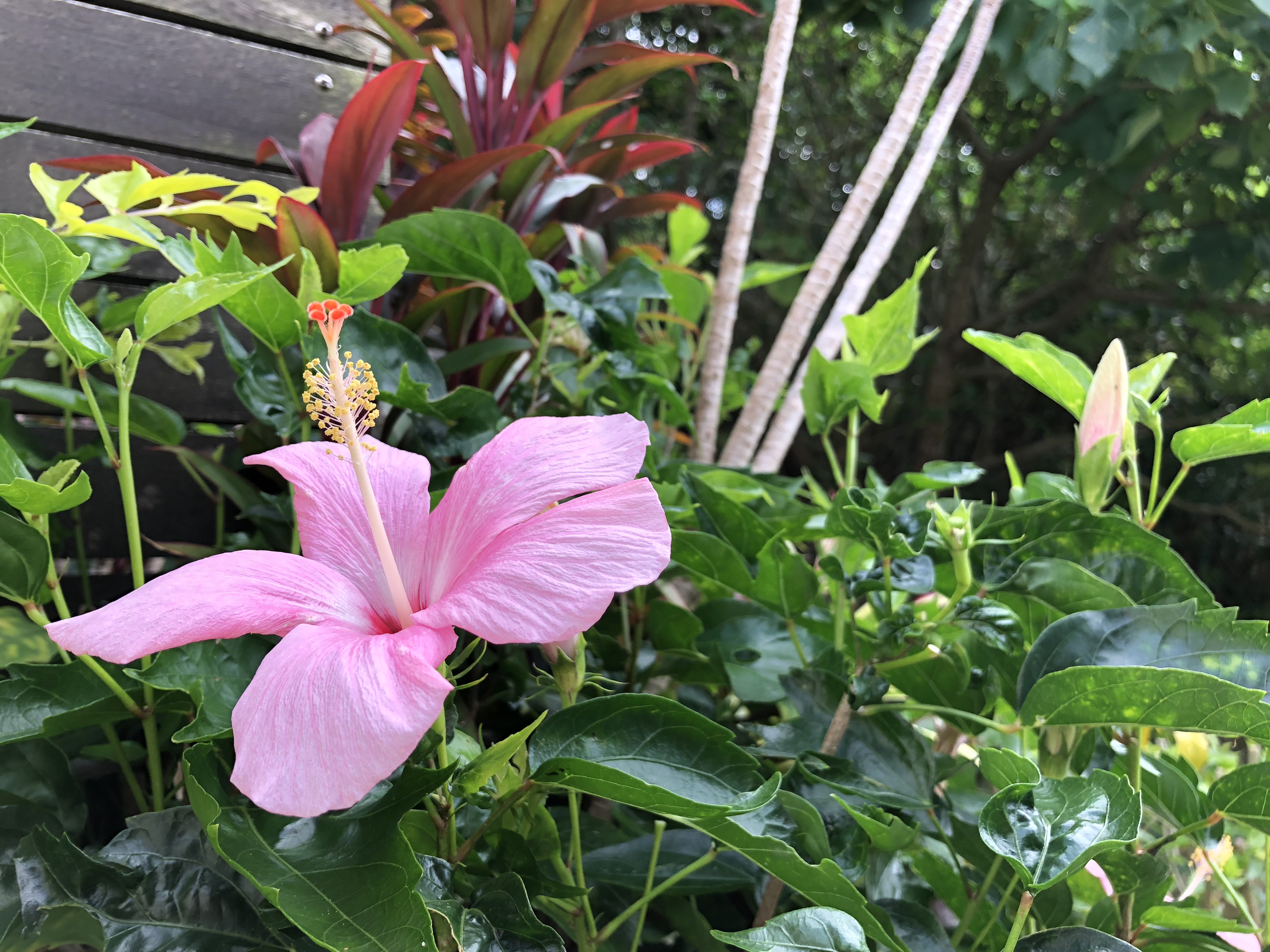 海坐の花々たち