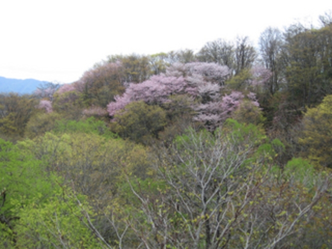 新緑の山