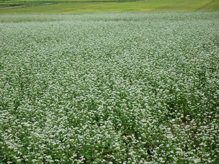 磐梯山麓の蕎麦畑