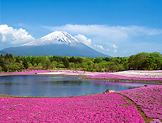 富士芝桜まつり