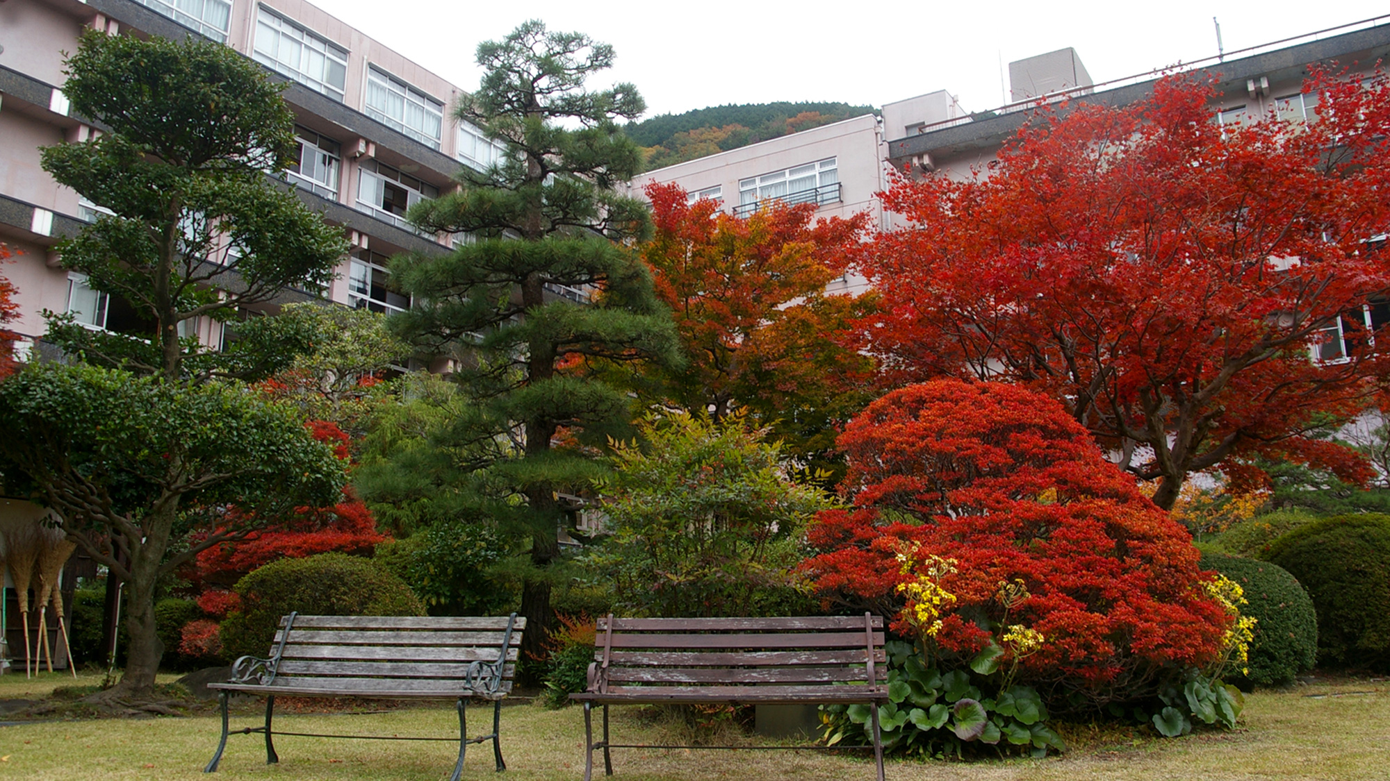 秋の日本庭園とベンチ