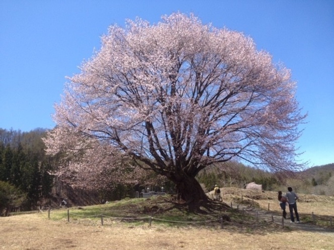 （春）天皇桜
