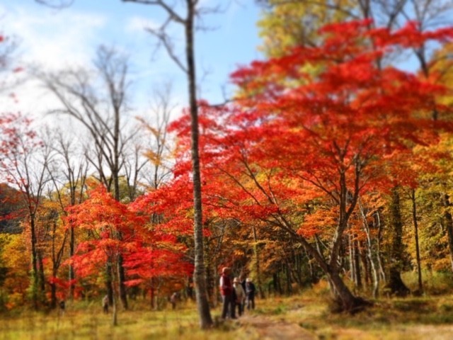 （秋）紅葉（大清水）