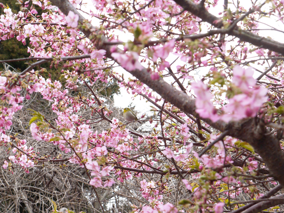 河津桜まつりと♪吊るし雛まつりプラン♪