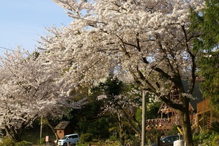 桜