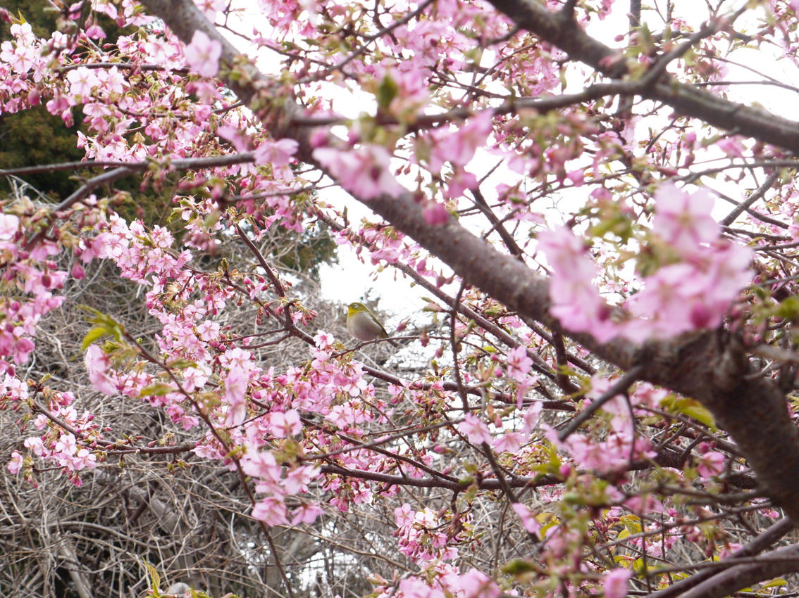 めじろと河津桜