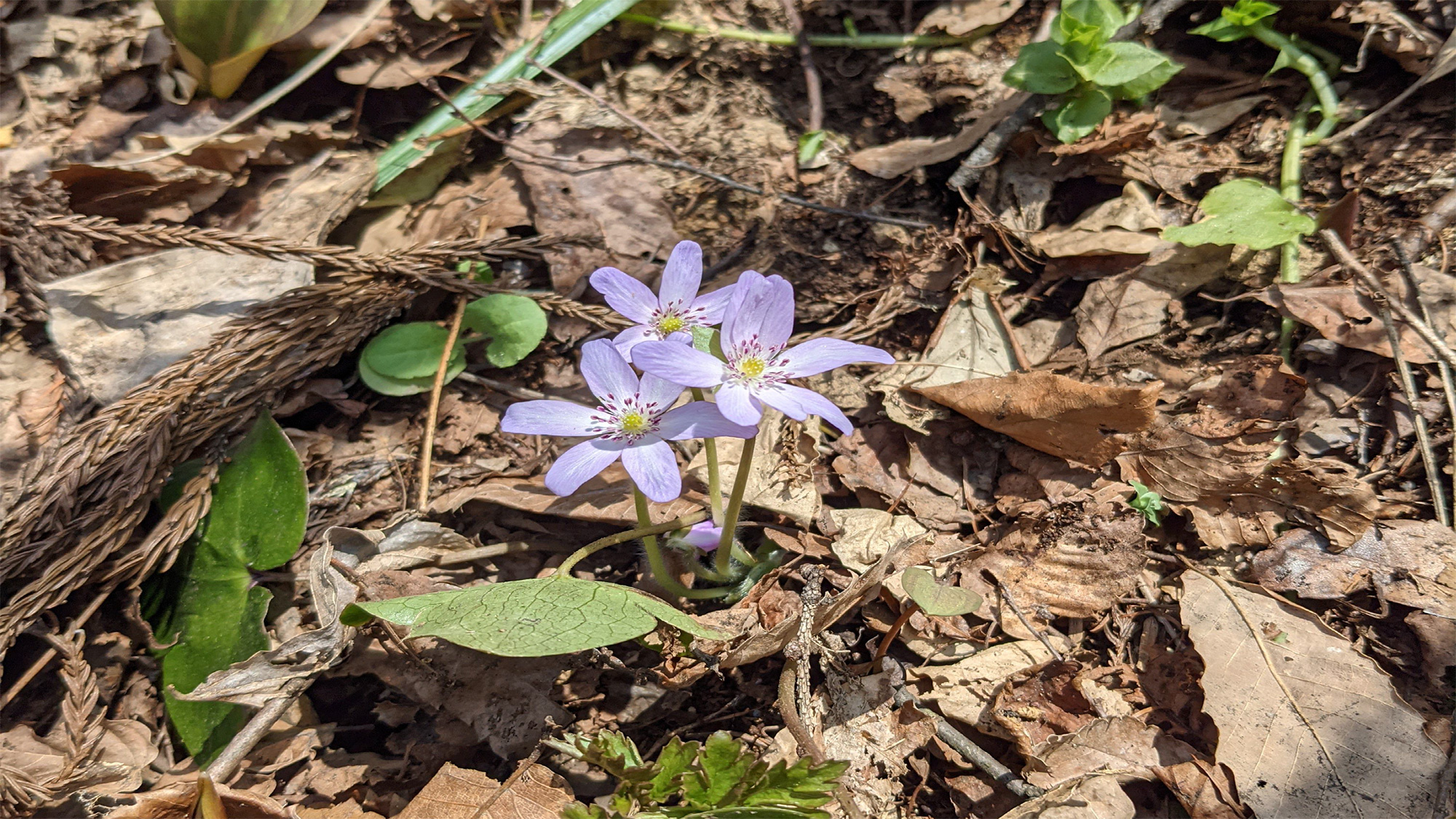 *【雪割草】雪国の早春を彩る花。紫、桃など多色で、八重咲きなど形も豊富。（見頃：3月下旬～4月中旬）