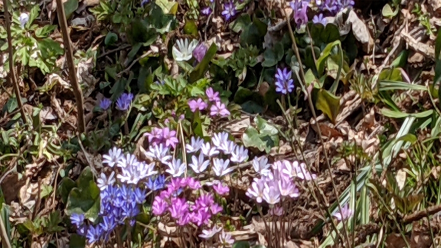 *【雪割草】雪国の早春を彩る花。紫、桃など多色で、群生しています。（見頃：3月下旬～4月中旬）