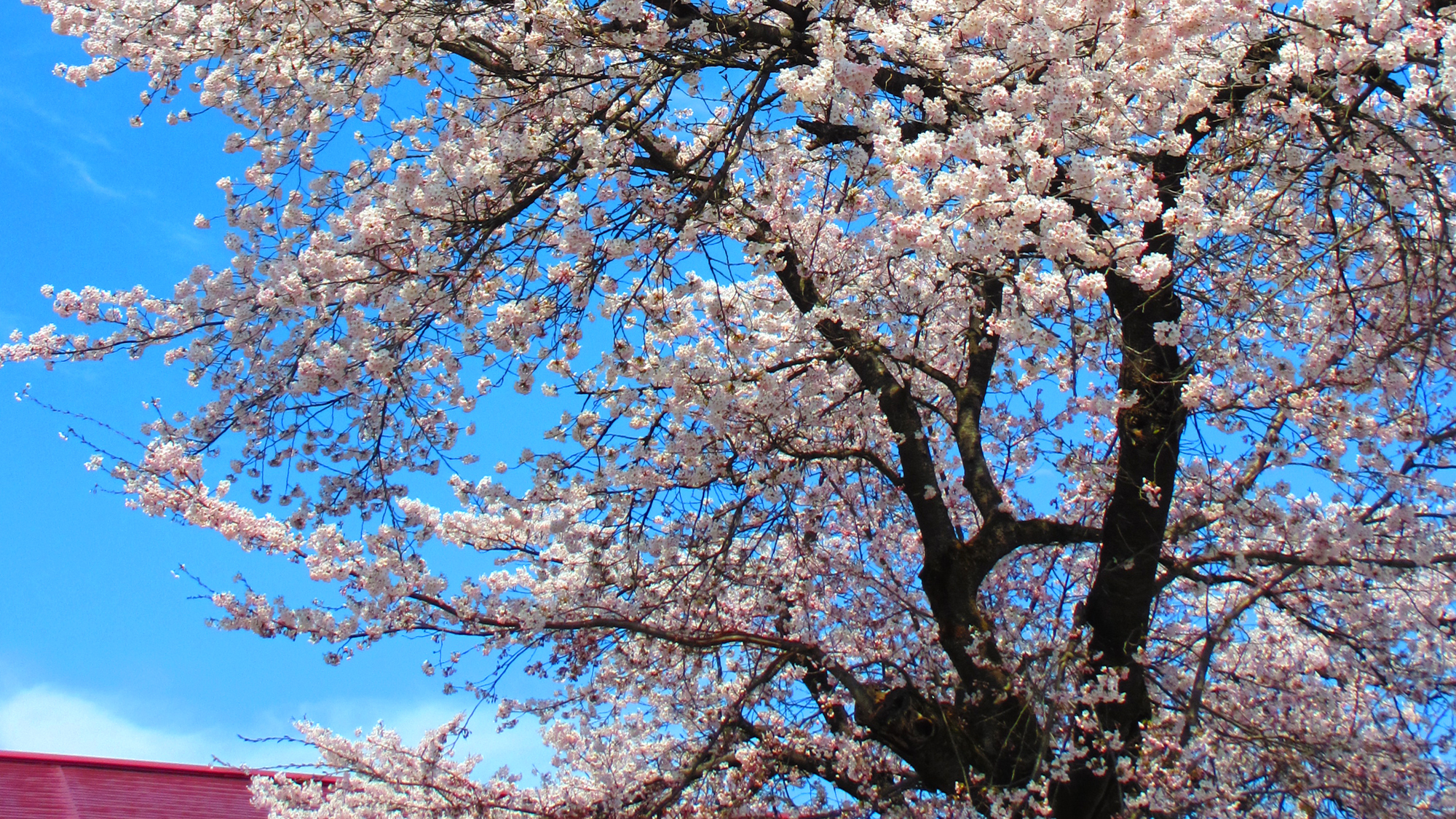 *【初春の風景】（4月下旬～5月上旬）