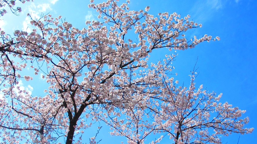 *【初春の風景】（4月下旬～5月上旬）