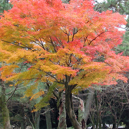 紅葉