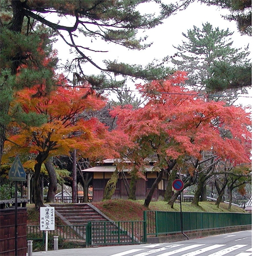 秋の奈良観光☆素泊り、歴史とこころのふるさとで伝統行事と紅葉にであう♪