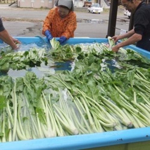 信州名物野沢菜洗いです。