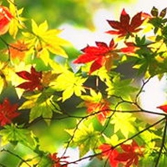 秋山郷も見どころの一つです