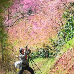 桜写真
