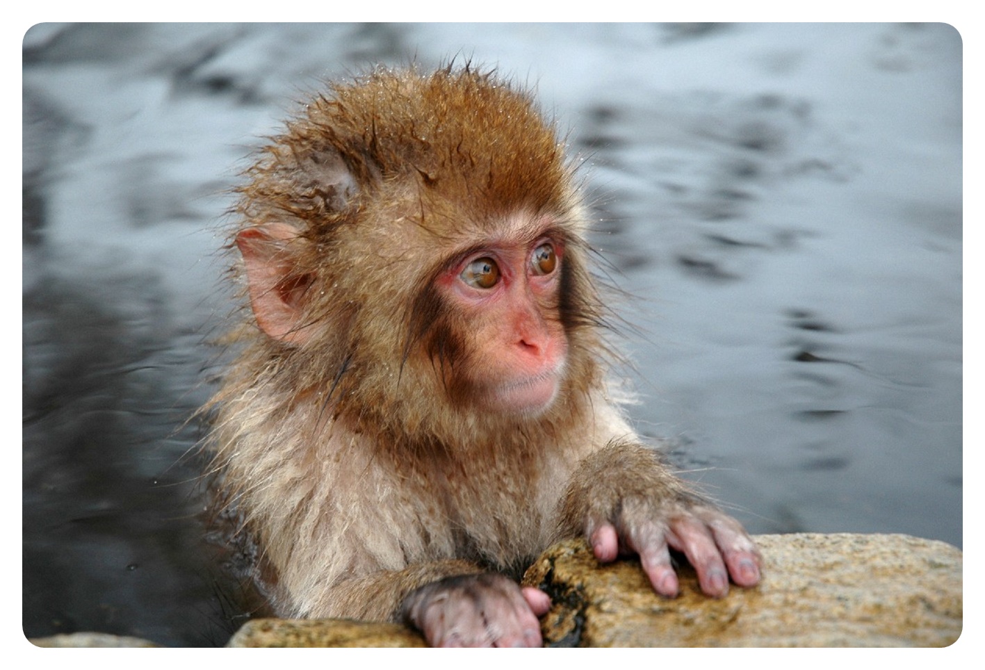 スノーモンキー