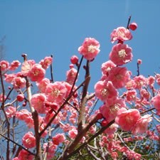 熱海梅園