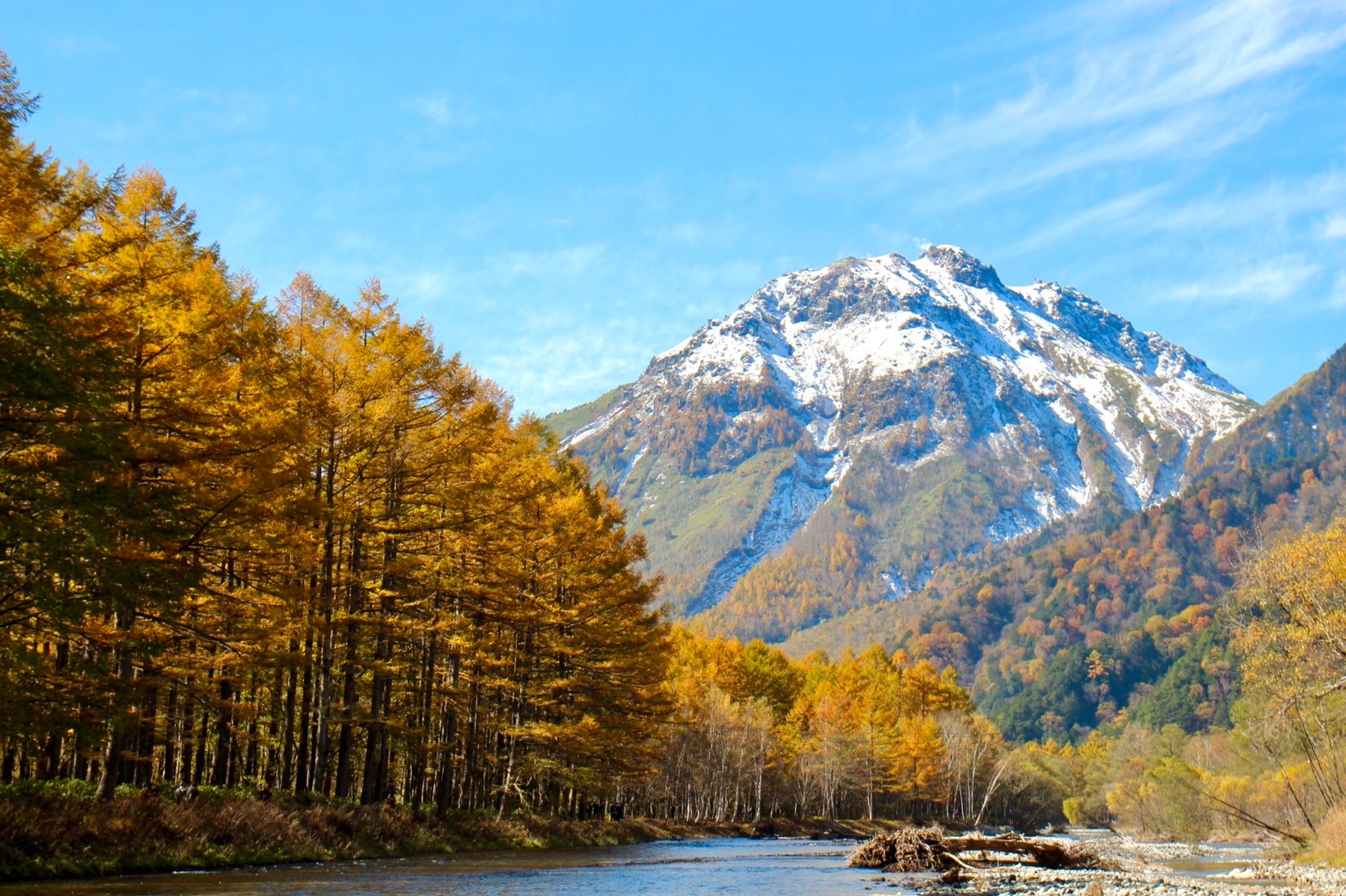 カラマツの黄葉と冠雪した焼岳