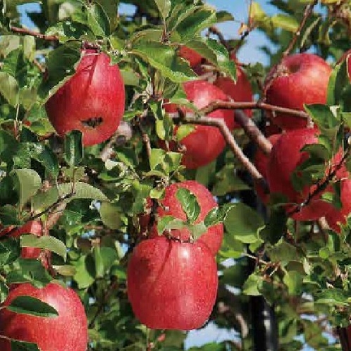 山ノ内町はりんごの名産地。りんご狩りもお楽しみいただけます。