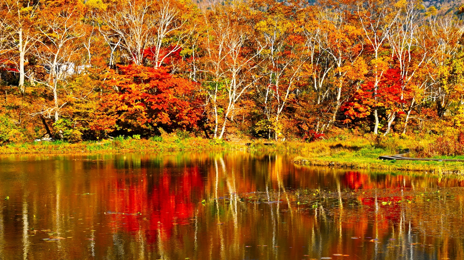 志賀高原　蓮池の紅葉