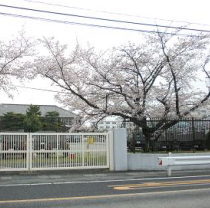 自衛隊の桜並木