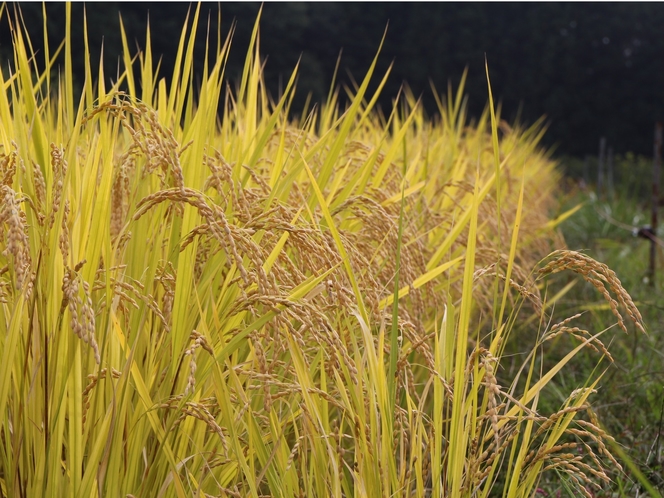 高崎でも有数の米の産地である地元・倉渕のお米。