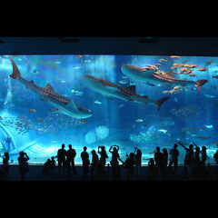 ◆美ら海水族館-黒潮の海◆