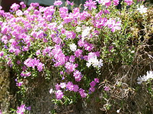 庭の芝桜