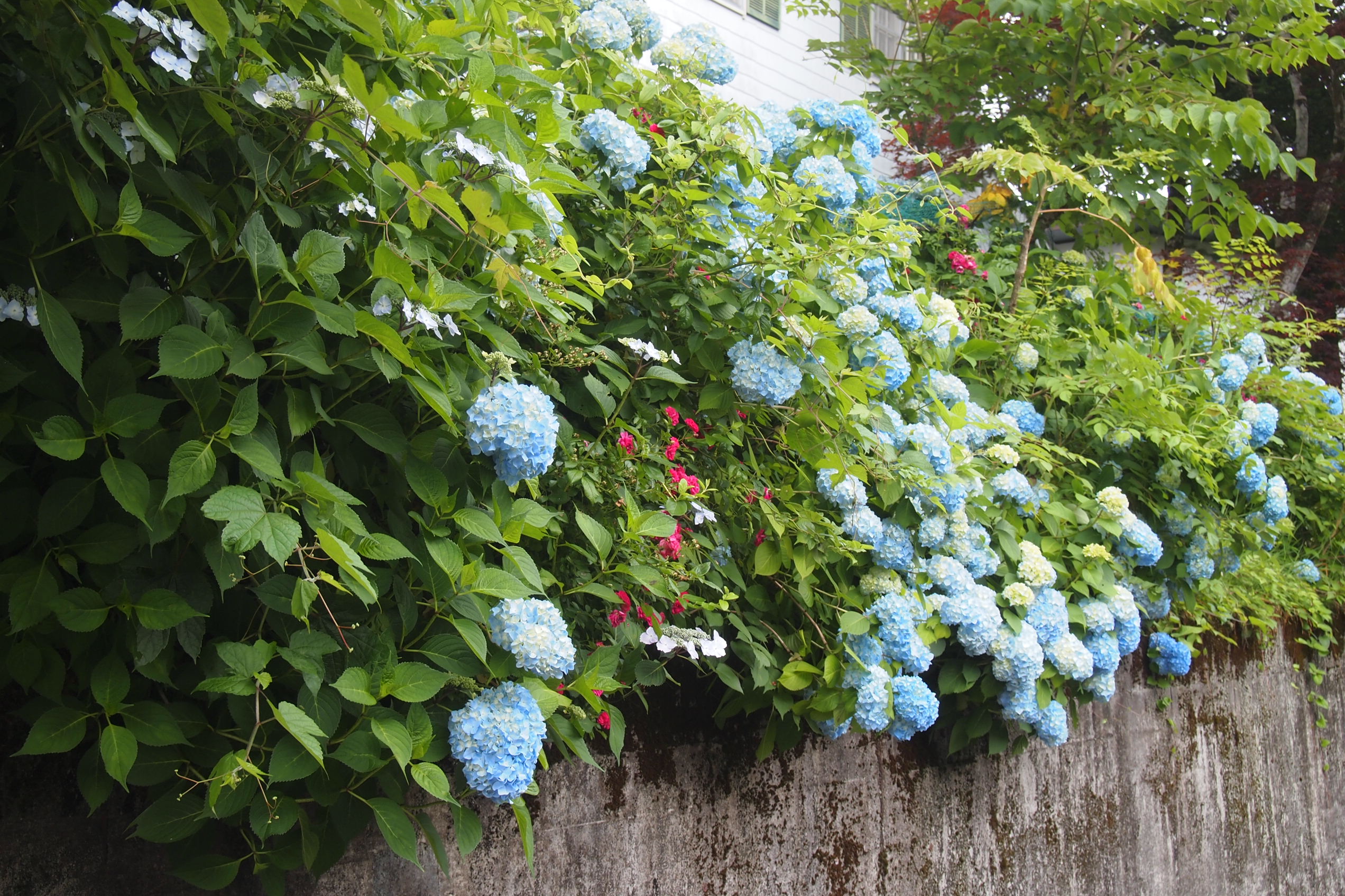 初夏に咲いた紫陽花