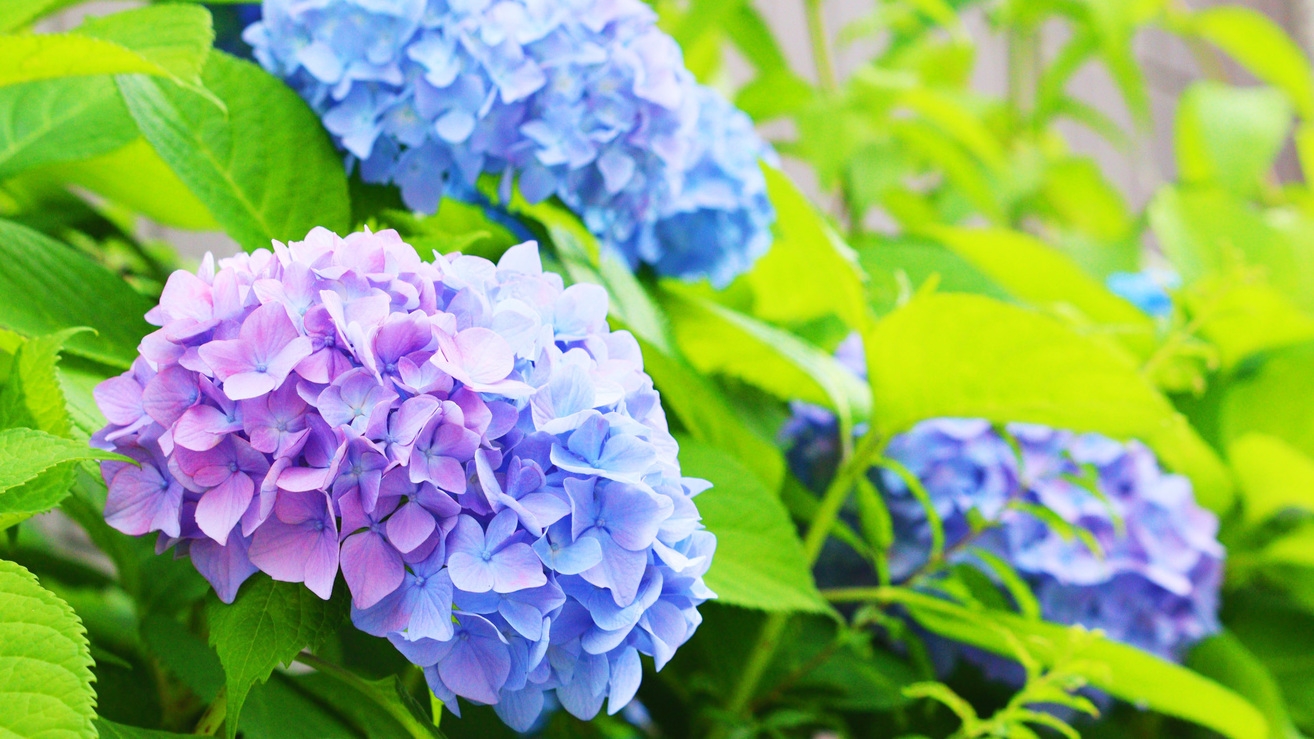 【特典付】翠雨の隠れ宿こもり。レイトチェックアウトでのんびり雨音に癒されなにもしない贅沢を。