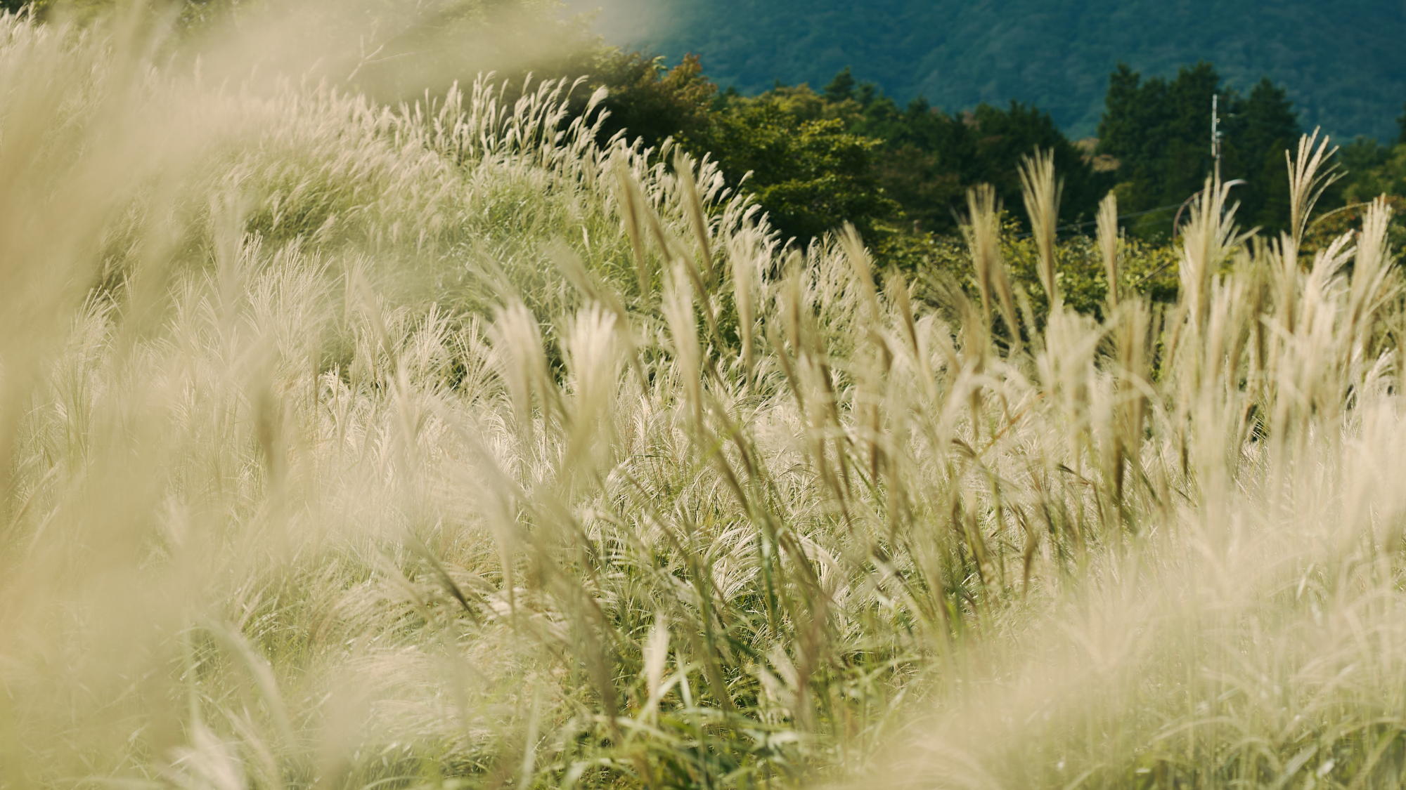 【周辺観光】仙石原のすすき