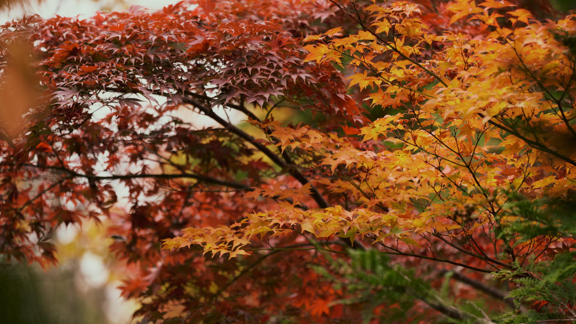 【秋】四季折々の風景を魅せる庭園