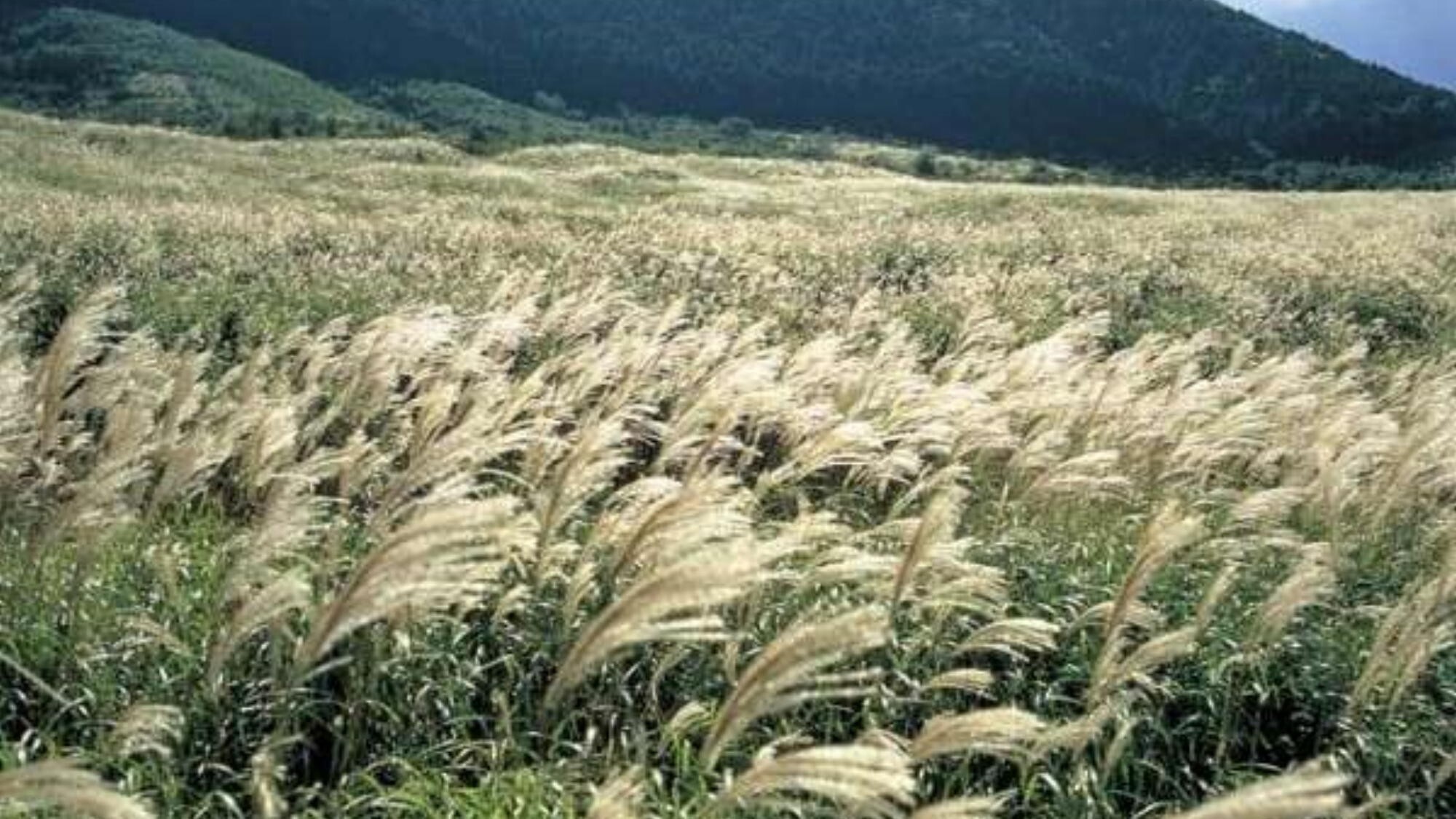【すすきの高原】仙石原のススキは、9月下旬から11月中旬頃までが見頃です。