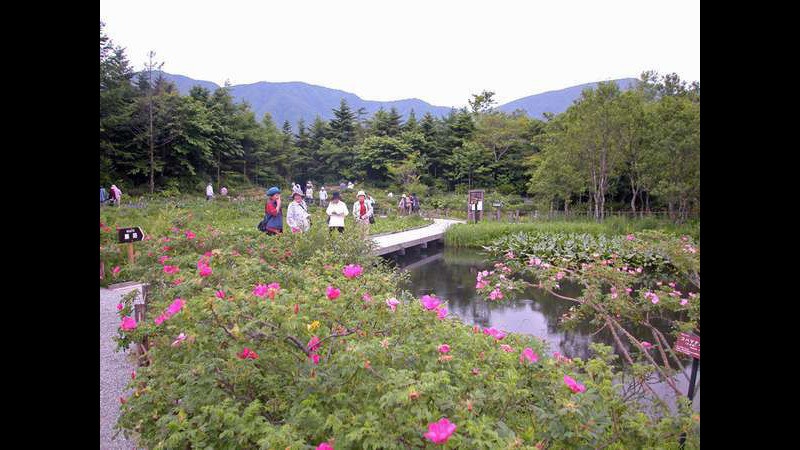 箱根湿生花園