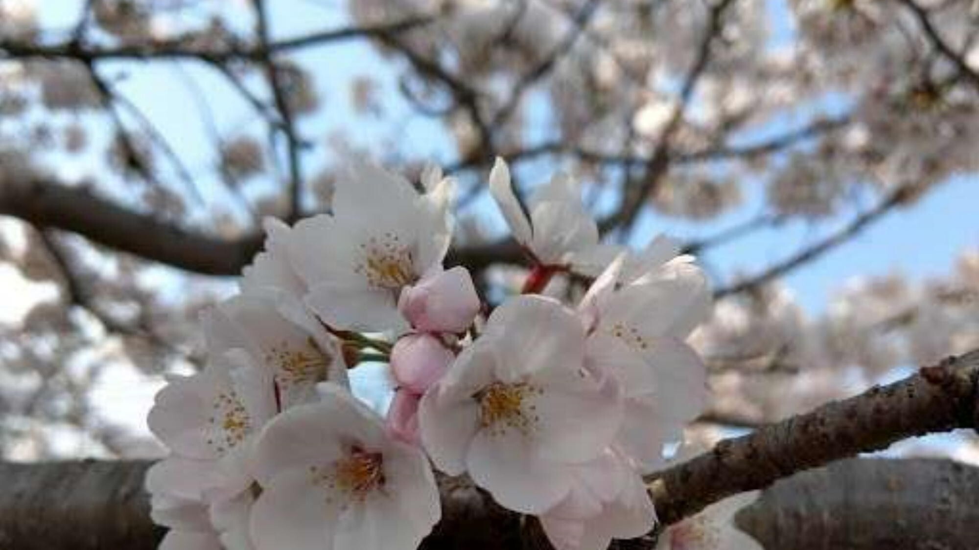 【春】箱根の桜は標高の低いところから順番に咲いていくので長く楽しめます。