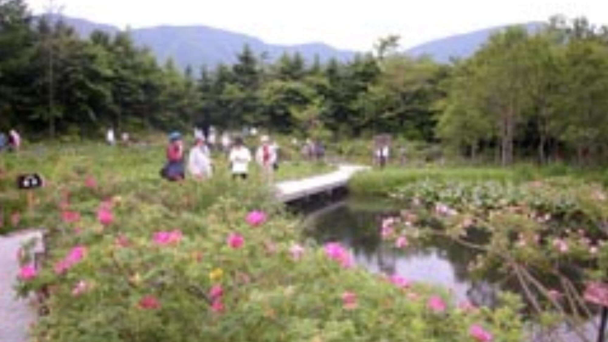 【箱根湿生花園】当館より徒歩約5分※冬季休園期間有り