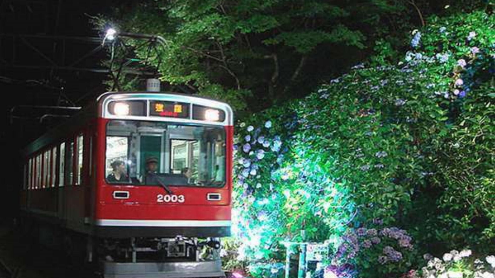 【箱根登山電車】夜のあじさい号※6月中旬～季節限定