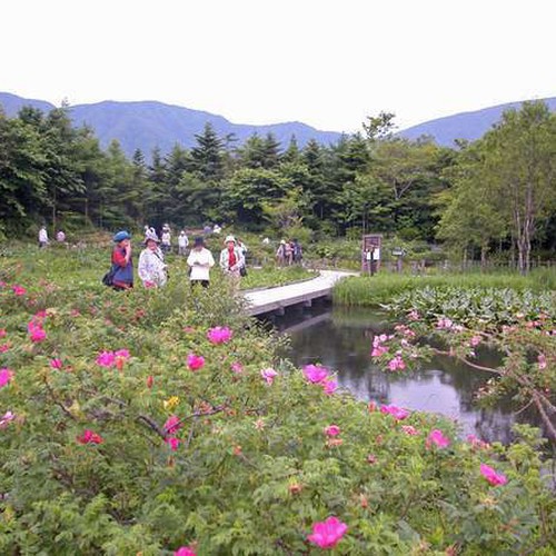 箱根湿生花園