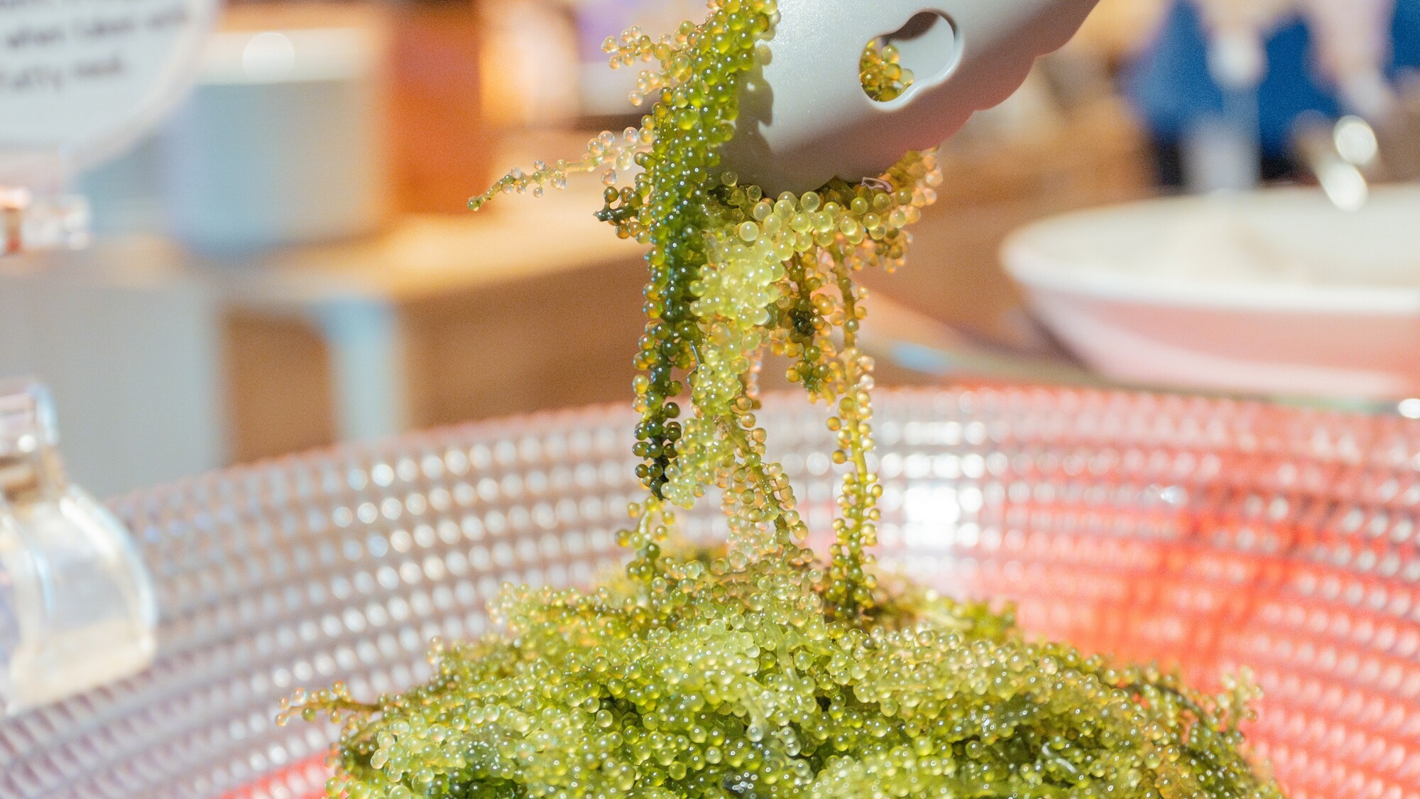 プチプチとした食感がたまらない、沖縄の海の宝石海ぶどう