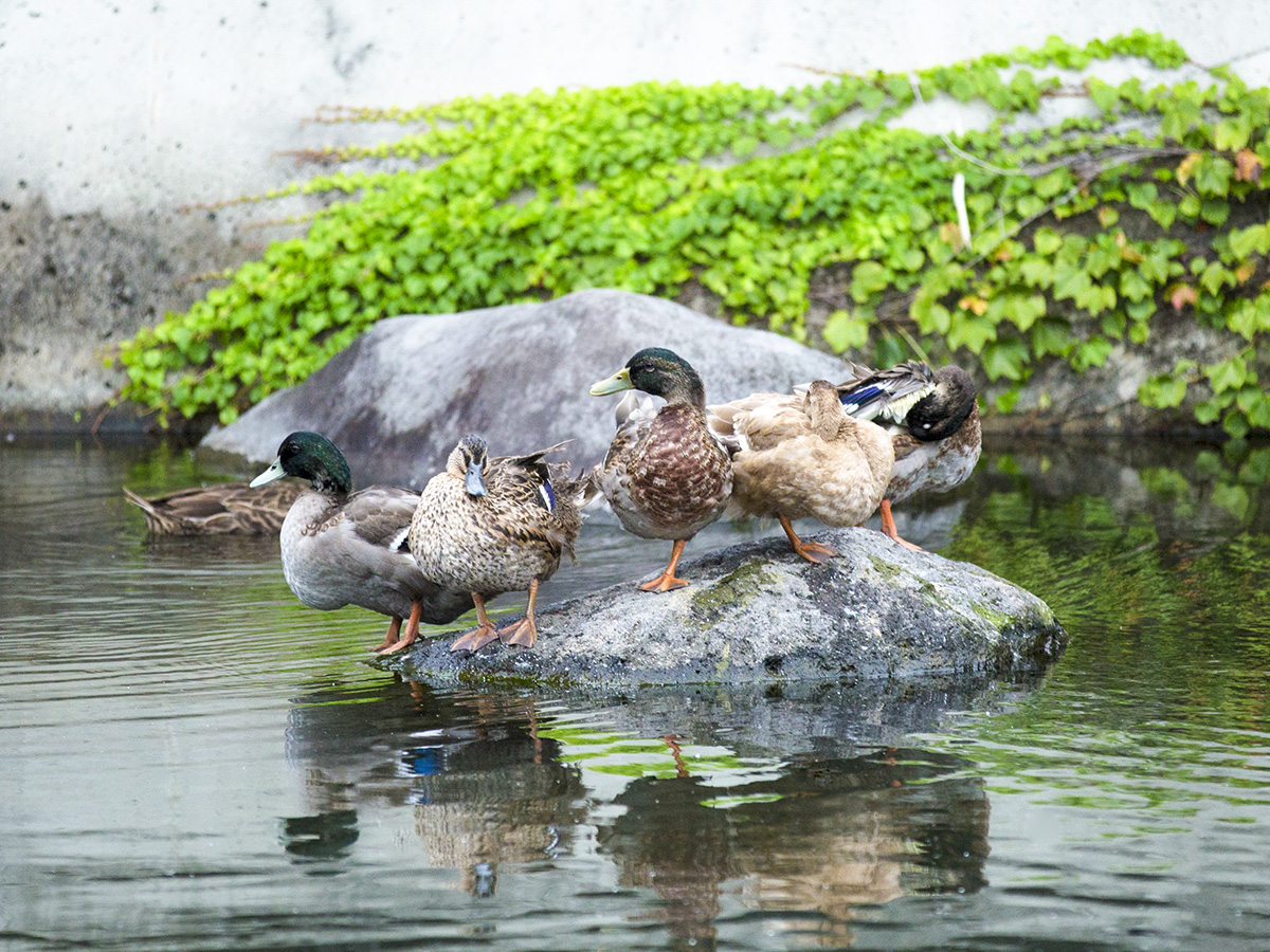 合鴨への餌やり体験もできます