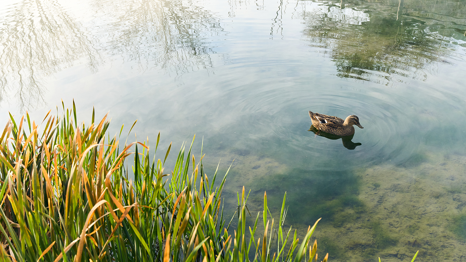 神楽殿前の池に放し飼いされた合鴨が出迎えいたします