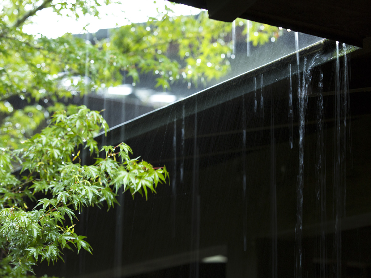 【施設】雨にぬれる紅葉