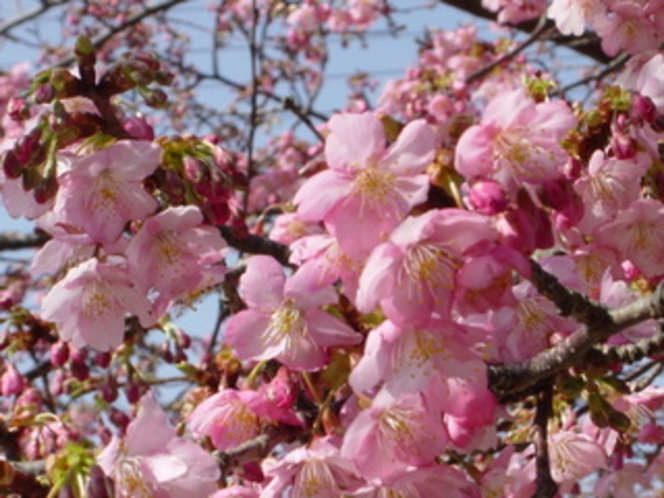 3分咲きの白子の桜