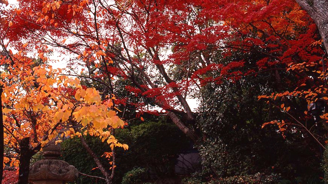 【秋の懐石】紅葉と秋の味覚を楽しむ！松茸の香りひろがる♪土瓶蒸し付き