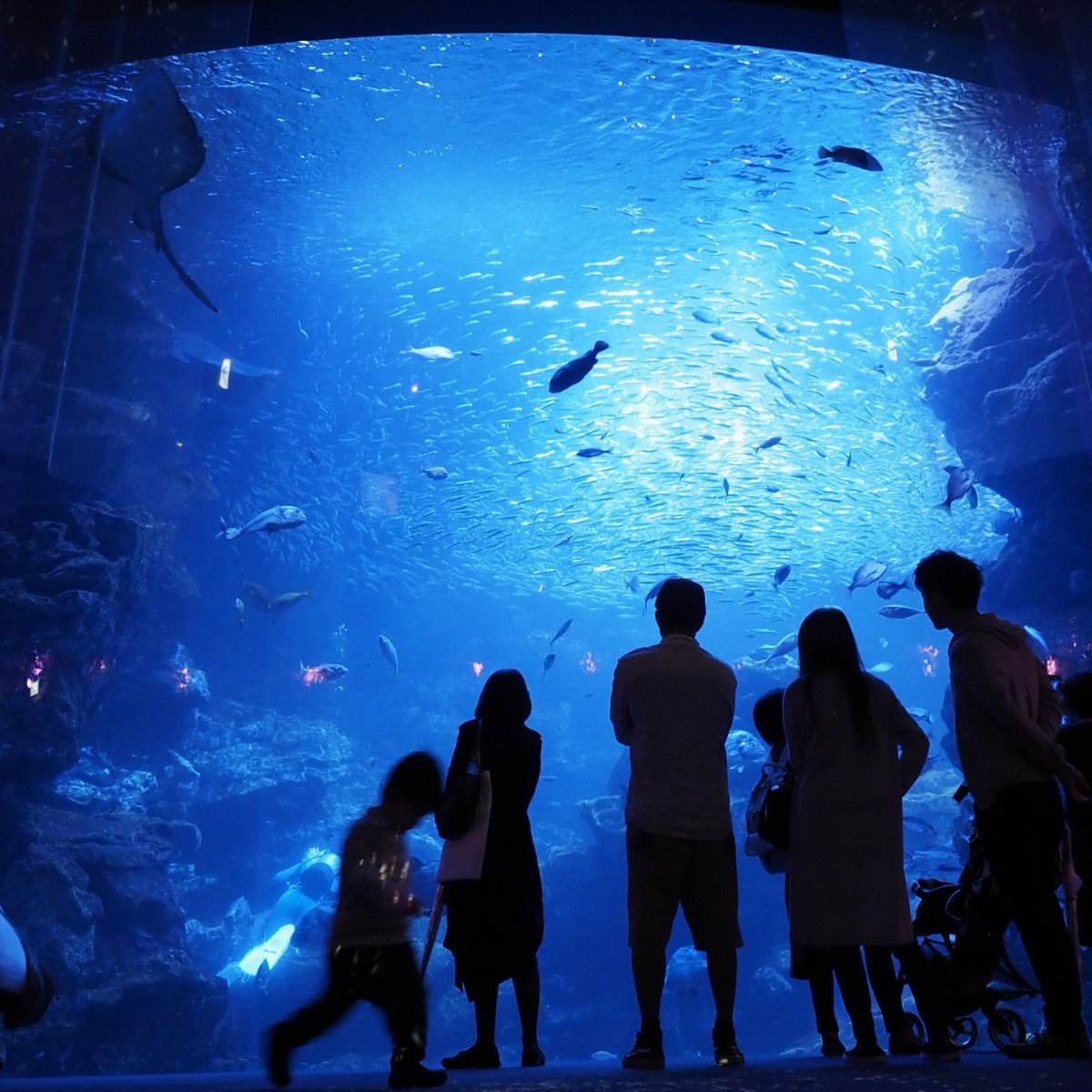 自然とふれあう！≪京都水族館入場券付き≫宿泊プラン【2食付・夕食はお部屋食】