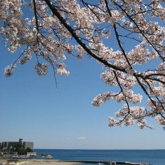 【春】海と桜