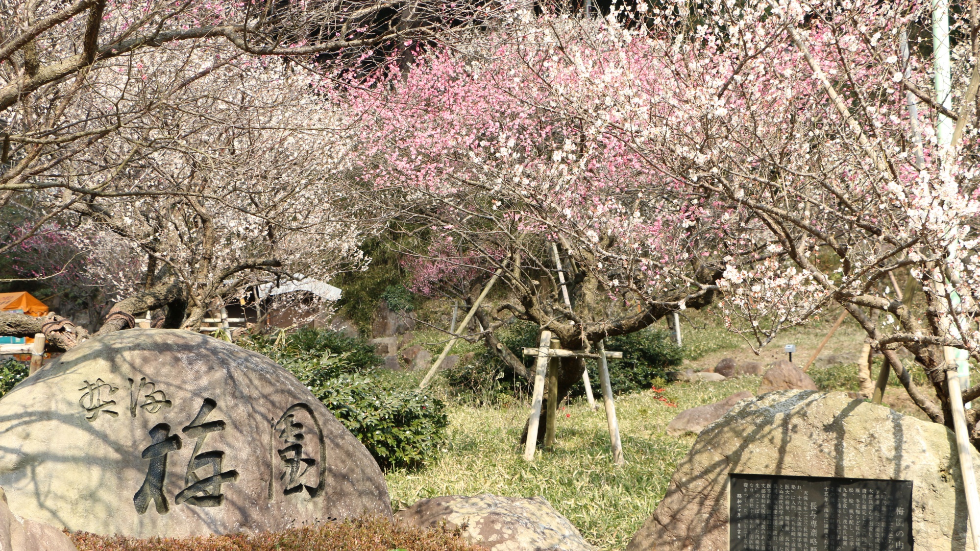 【周辺観光】熱海梅園