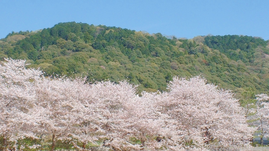 （春）桜の季節「宇治川」※画像はイメージ